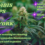 Cannabis Cooperatives: Addressing Historical Injustice Through Social Enterprise