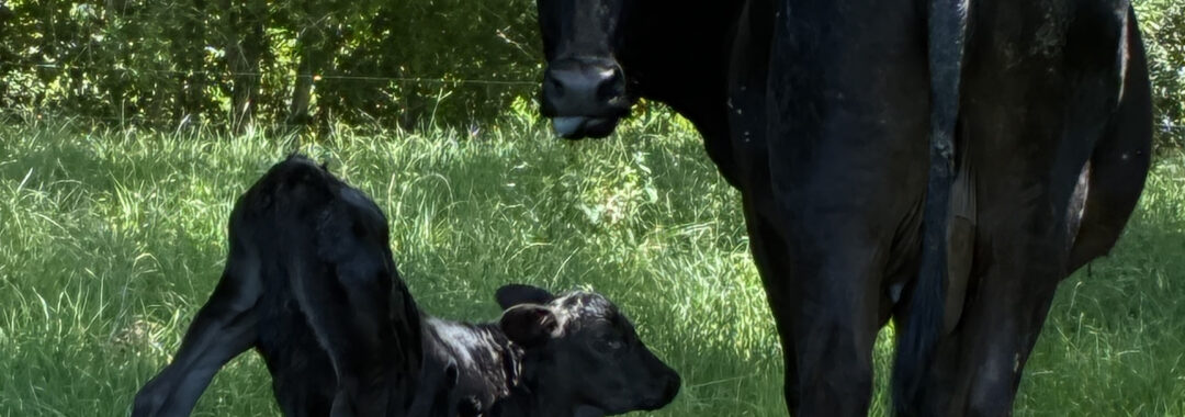 A photo of two black cows with red ear tags standing and stretching on green grass pasture. One cow is an adult and the other is a calf.