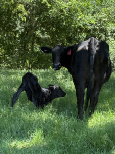 A photo of two black cows with red ear tags standing and stretching on green grass pasture. One cow is an adult and the other is a calf.