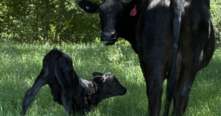 A photo of two black cows with red ear tags standing and stretching on green grass pasture. One cow is an adult and the other is a calf.