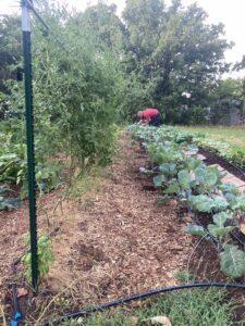a photo of a garden on a yard with plants rowing and someone harvesting a fruit